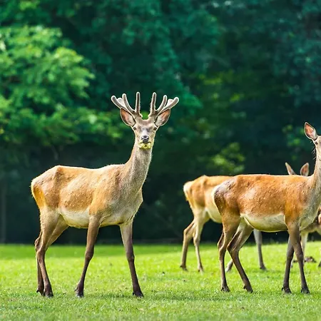 En Landgoed Matanze 3* Terwolde