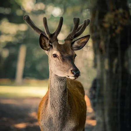 Bed and breakfast En Landgoed Matanze