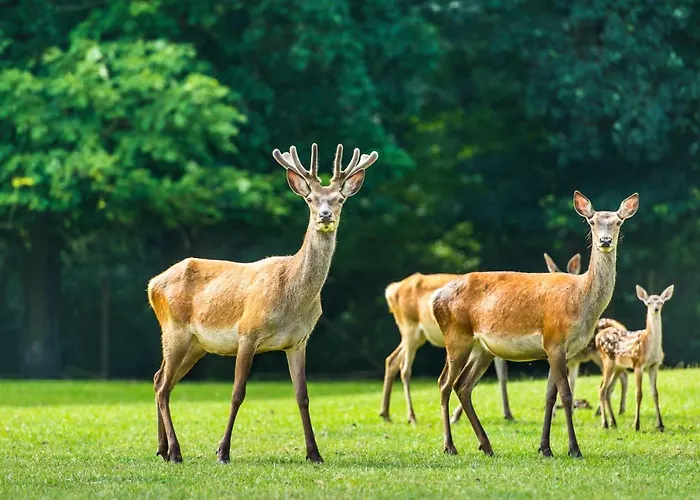 En Landgoed Matanze 4* Terwolde