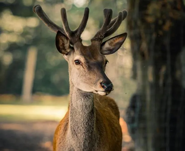 B&B En Landgoed Matanze